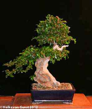 Fukien Tea